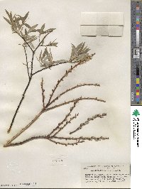 Salix petiolaris image