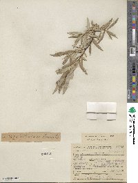 Salix petiolaris image