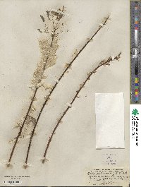 Salix petiolaris image