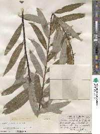 Salix petiolaris image