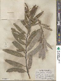 Salix petiolaris image