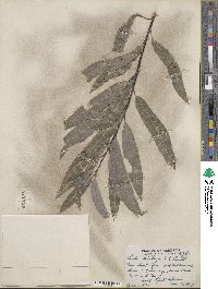 Salix petiolaris image