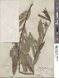 Salix petiolaris image