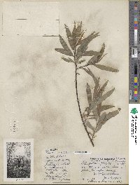 Salix petiolaris image