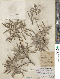 Salix petiolaris image