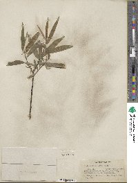 Salix petiolaris image