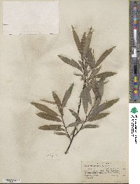 Salix petiolaris image