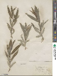 Salix petiolaris image