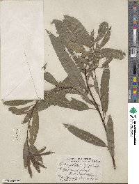 Salix petiolaris image