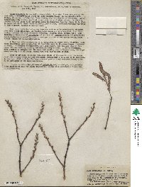 Salix petiolaris image