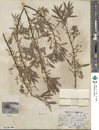 Salix petiolaris image