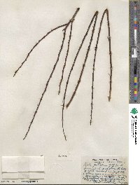 Salix petiolaris image