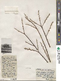 Salix petiolaris image