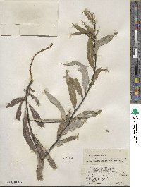 Salix petiolaris image