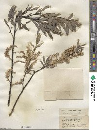 Salix petiolaris image