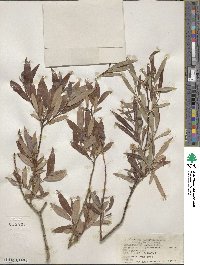 Salix petiolaris image