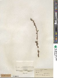 Salix petiolaris image