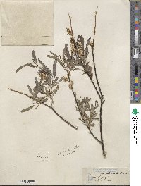 Salix petiolaris image