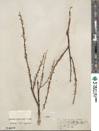 Salix petiolaris image