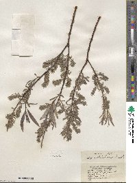 Salix petiolaris image