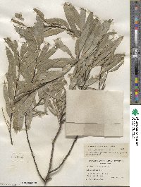 Salix petiolaris image