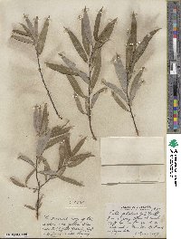 Salix petiolaris image