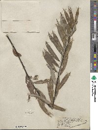 Salix petiolaris image