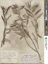 Salix petiolaris image