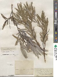 Salix petiolaris image