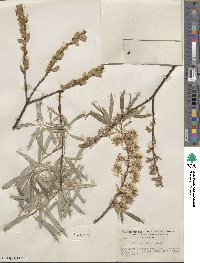 Salix petiolaris image