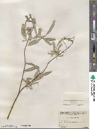 Salix petiolaris image