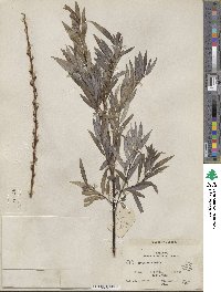 Salix petiolaris image