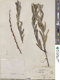 Salix petiolaris image