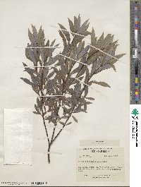 Salix petiolaris image