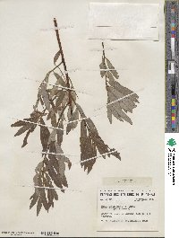 Salix petiolaris image