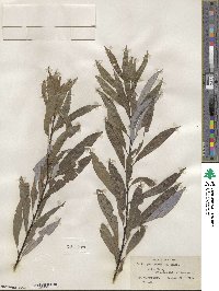 Salix petiolaris image