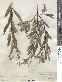 Salix petiolaris image