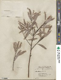 Salix petiolaris image