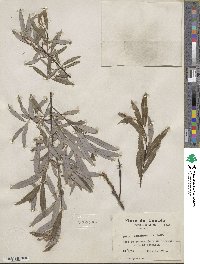 Salix petiolaris image