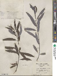 Salix petiolaris image