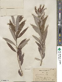 Salix petiolaris image