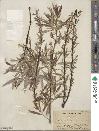 Salix petiolaris image