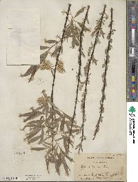 Salix petiolaris image