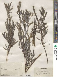 Salix petiolaris image