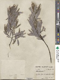 Salix petiolaris image