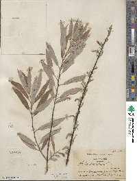 Salix petiolaris image