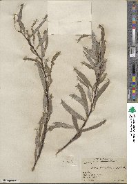 Salix petiolaris image