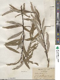 Salix petiolaris image