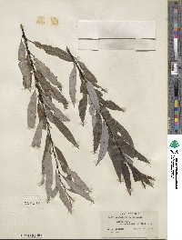 Salix petiolaris image