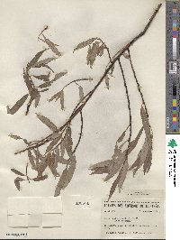 Salix petiolaris image